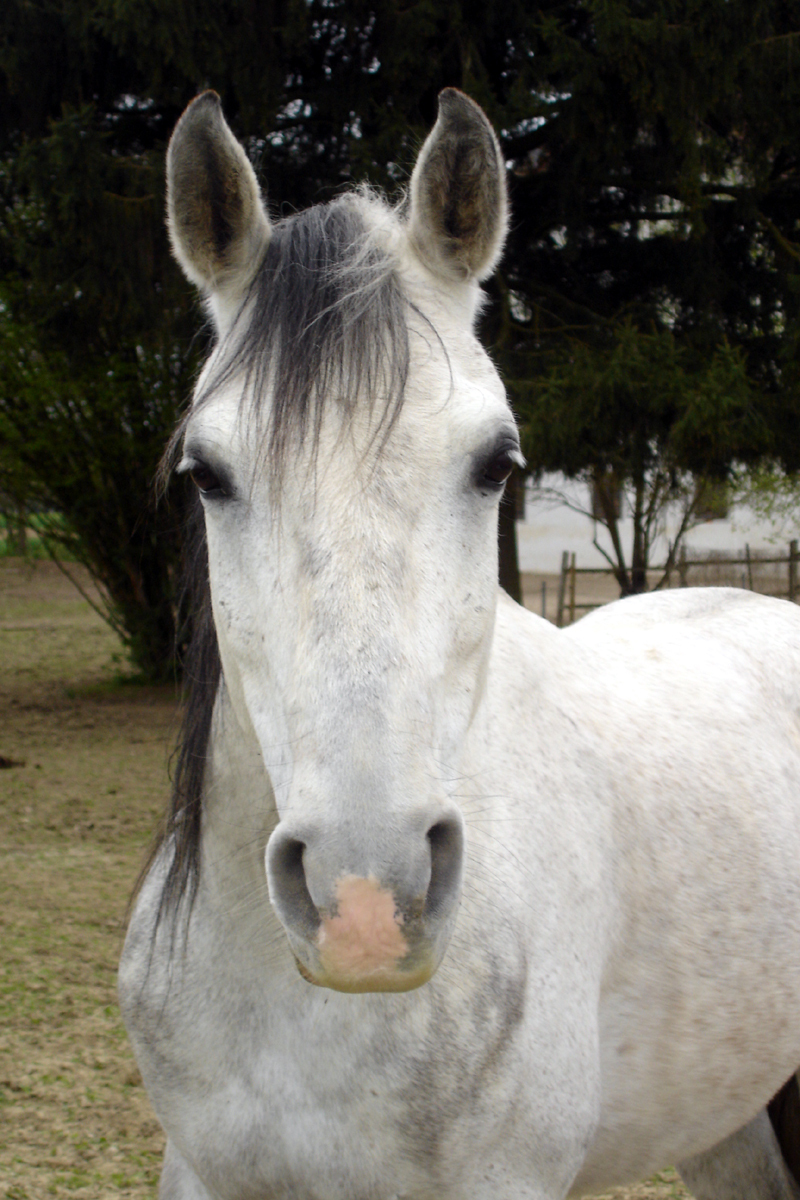 DSC05154 Serafee