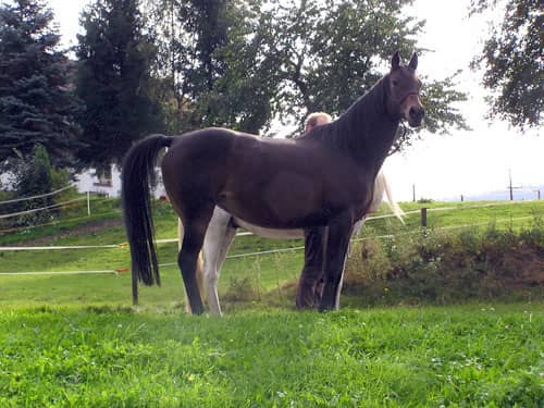Serafee 2007 Serafee 2007