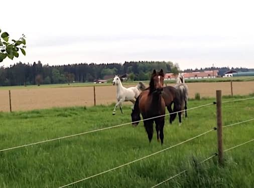 Samsoun in der Herde Samsoun in der Herde