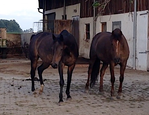 Serafee mit Bucki Serafee mit Bucki
